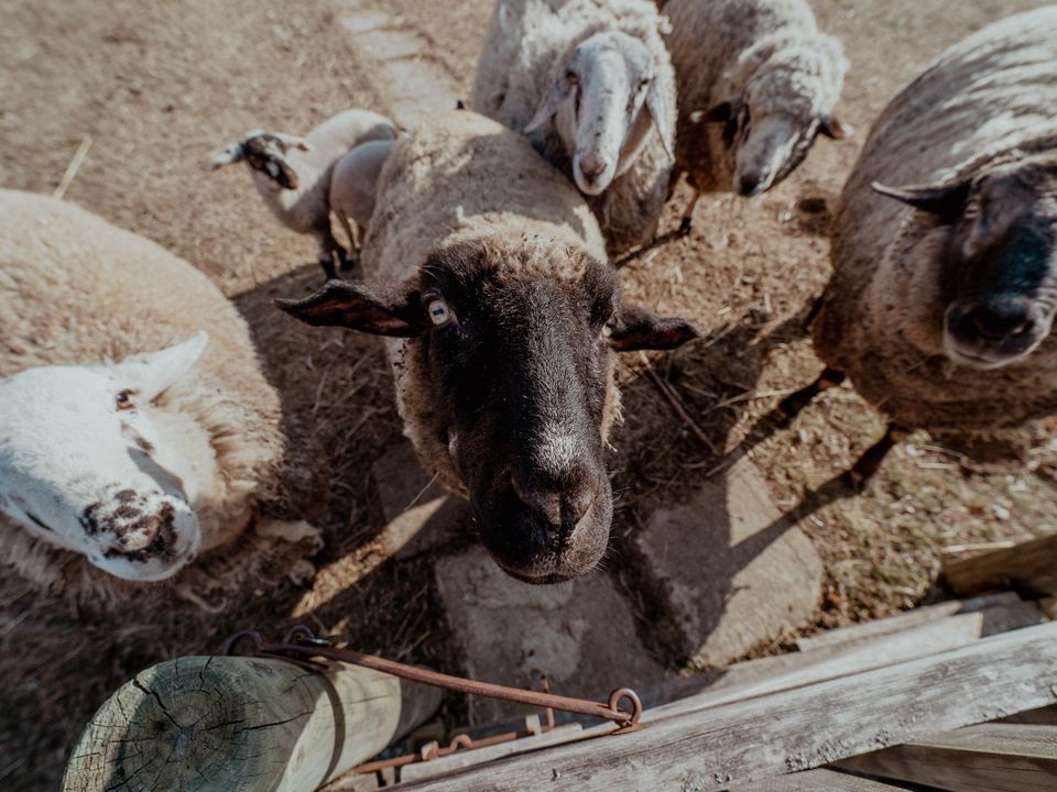 Schafe im Freilichtmuseum