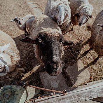 Schafe im Dazumal Bad Tatzmannsdorf